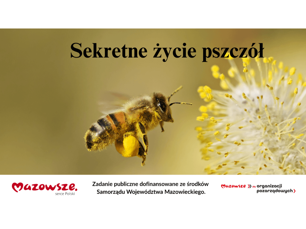 Sekretne życie pszczół
