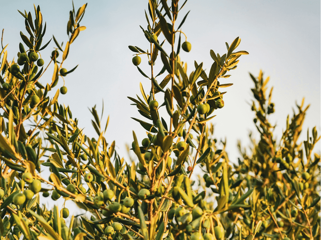 Palestyńska oliwa do olejów świętych. Gest solidarności z Ziemią Świętą
