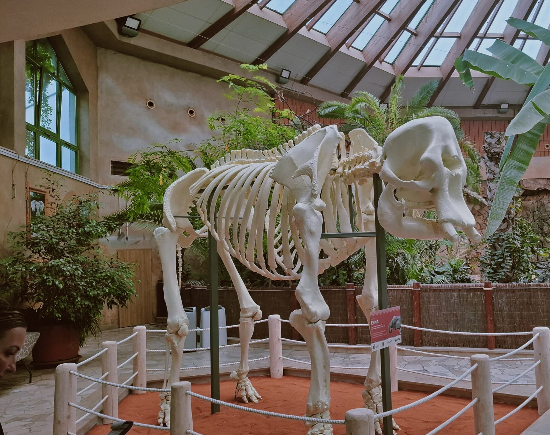 Szkielet słonia naturalnej wielkości stanął w warszawskim ZOO. Powstał dzięki drukowi 3D