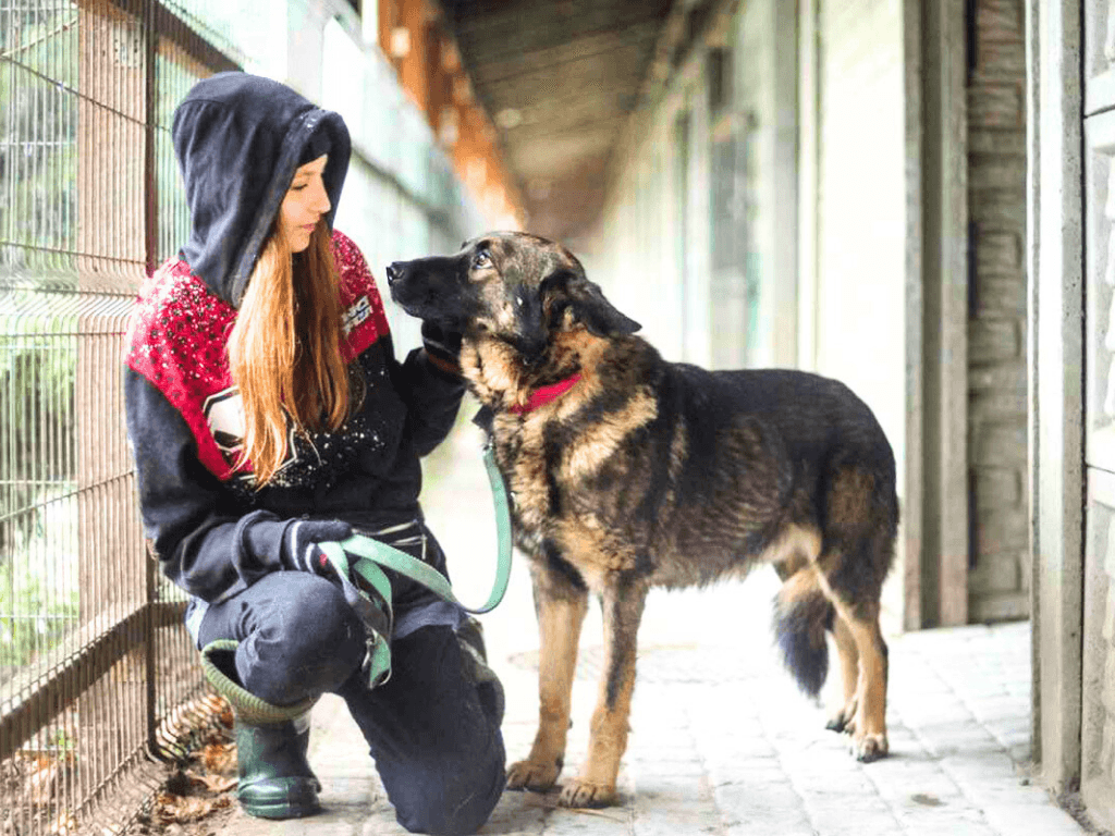 NIK w Schronisku na Paluchu