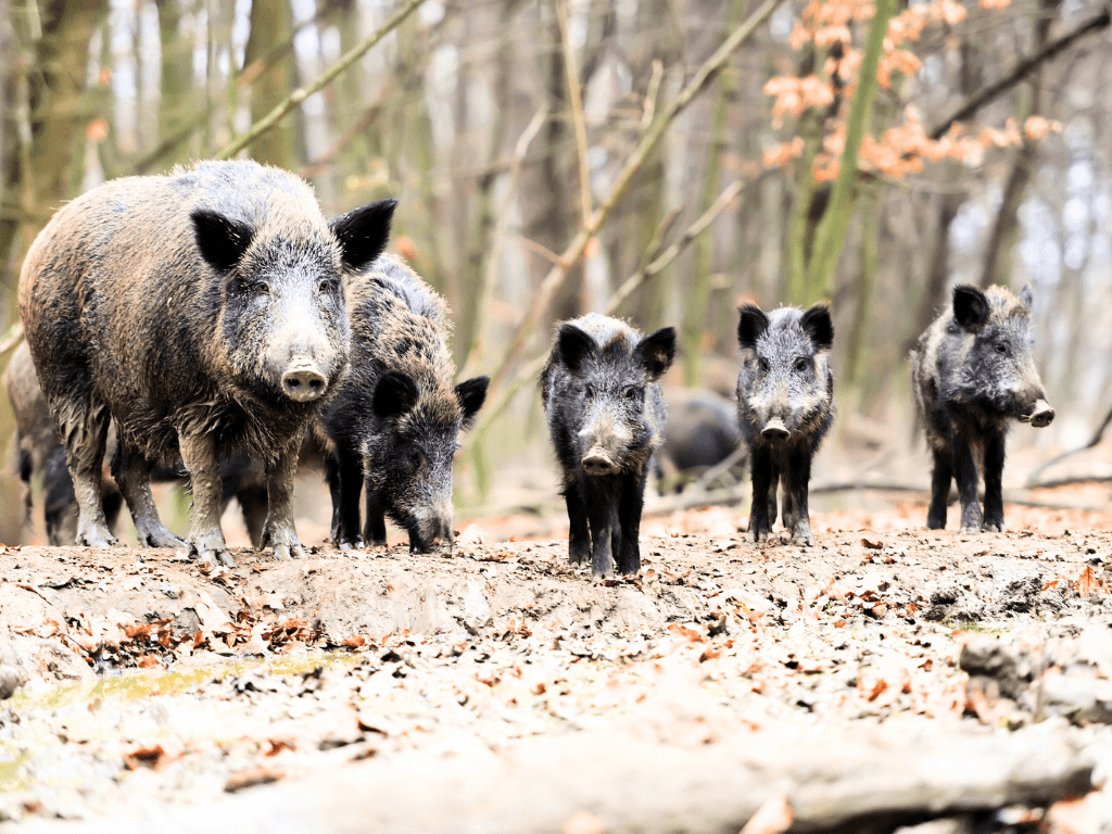 Dziki w mieście – jak rozwiązać ten problem?