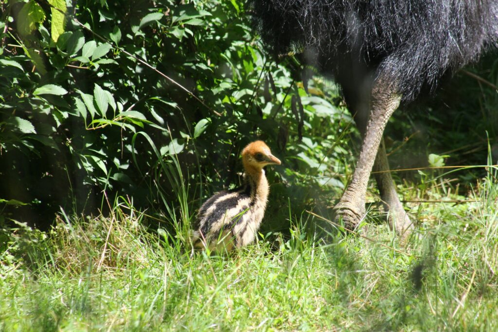 Młody kazuar hełmiasty w Warszawskim ZOO