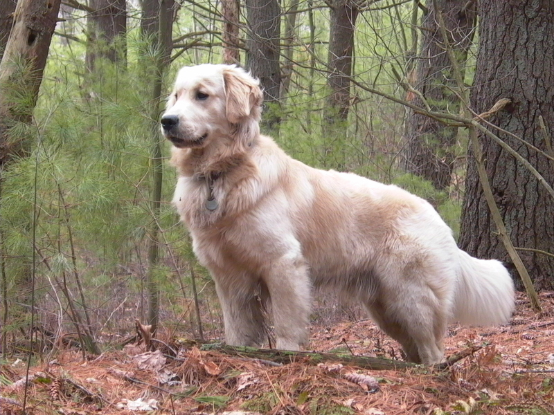 Międzynarodowy Dzień Golden Retrievera