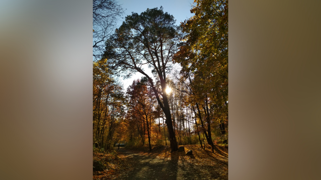 To jeden z najciekawszych lasów w stolicy