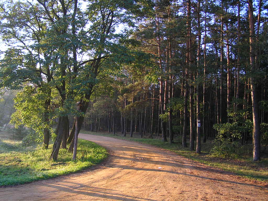 Zagrożenie pożarowe w lasach Warszawy