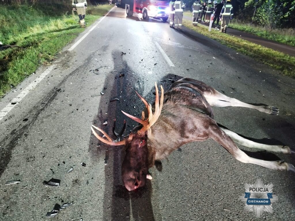 Kierowco, uważaj na dzikie zwierzęta