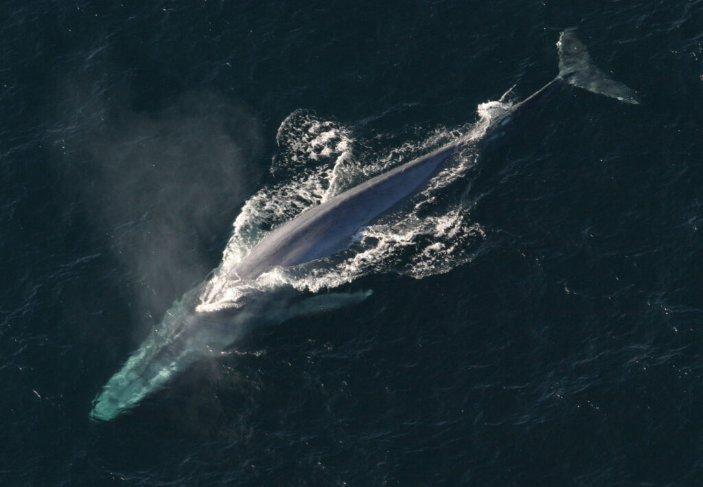 🐋 Płetwal błękitny – gigant oceanów 🐋 Płetwal błękitny – gigant oceanów