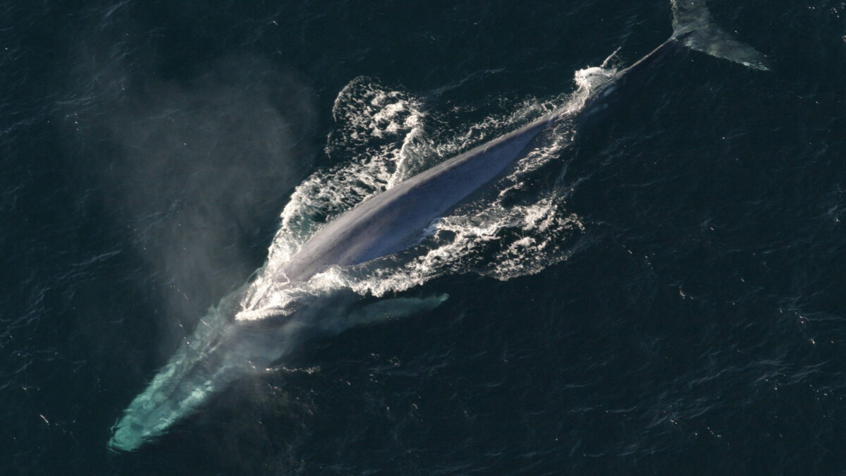 🐋 Płetwal błękitny – gigant oceanów