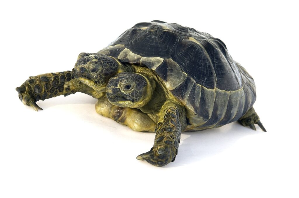 Fascynujące ciekawostki o żółwiach – poznaj sekrety tych niezwykłych zwierząt!🐢 Fascynujące ciekawostki o żółwiach – poznaj sekrety tych niezwykłych zwierząt!🐢
