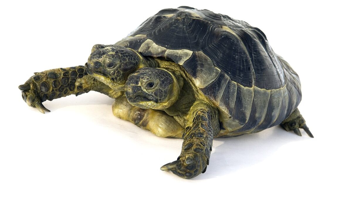 Fascynujące ciekawostki o żółwiach – poznaj sekrety tych niezwykłych zwierząt!🐢