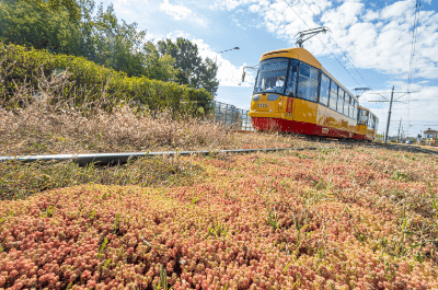 Zazielenianie torowisk tramwajowych